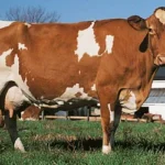 Name That Cow: The 6 Great Dairy Breeds
