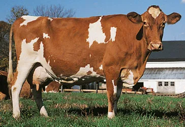 Name That Cow: The 6 Great Dairy Breeds