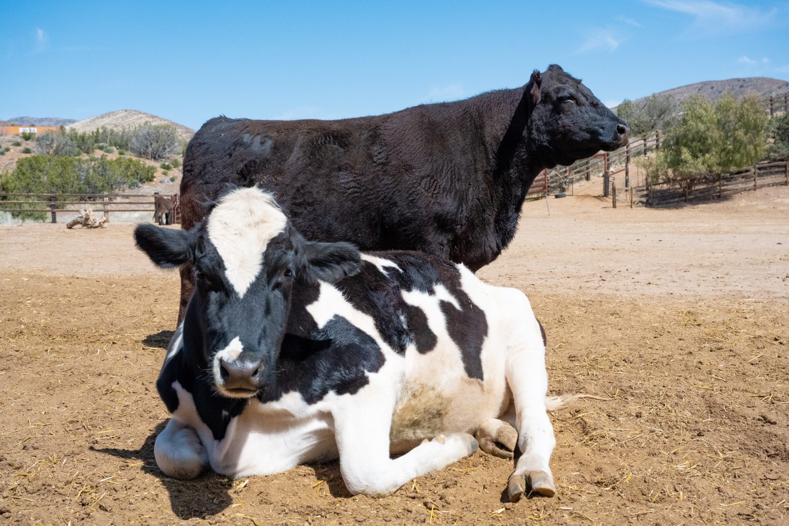 Moo Do You Love? Six Reasons Why We Love Cows