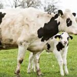 Alternatives to Dairy Cow Husbandry: Exploring Sustainable and Ethical Options