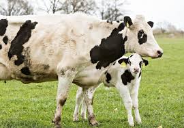 Alternatives to Dairy Cow Husbandry: Exploring Sustainable and Ethical Options