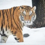 New Male Amur Tiger Arrives at Buffalo Zoo