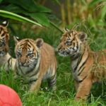 Largest Sumatran Tiger Litter in the UK Born in Pembrokeshire