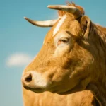 Ox vs. Cow: Different Uses for the Same Species