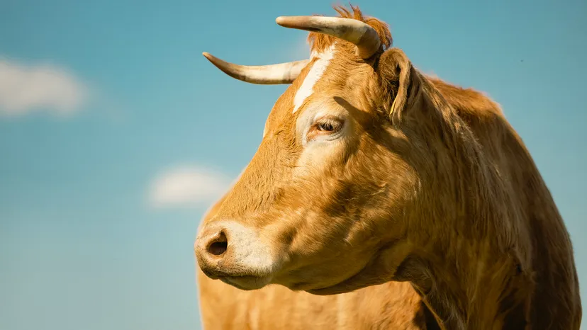 Ox vs. Cow: Different Uses for the Same Species