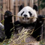 How the Panda’s “Thumb” Evolved Twice